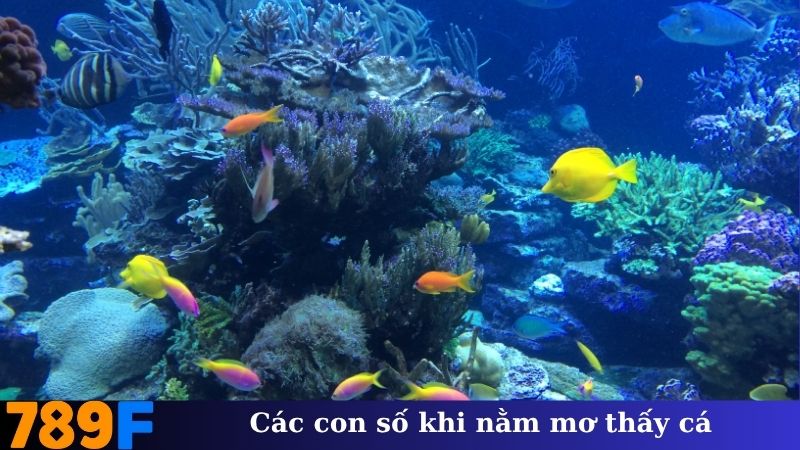 Các con số khi nằm mơ thấy cá