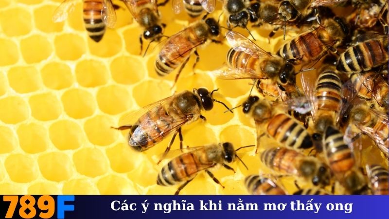 Các ý nghĩa khi nằm mơ thấy ong