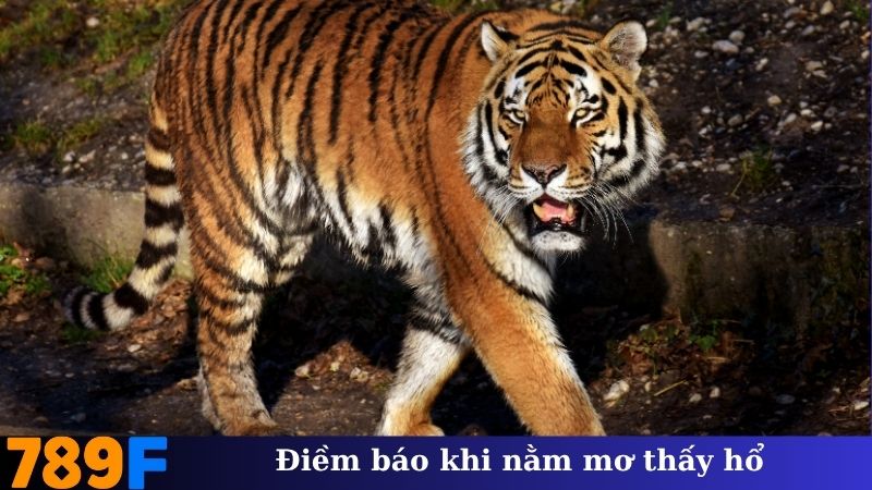 Điềm báo khi nằm mơ thấy hổ trong các tình huống khác