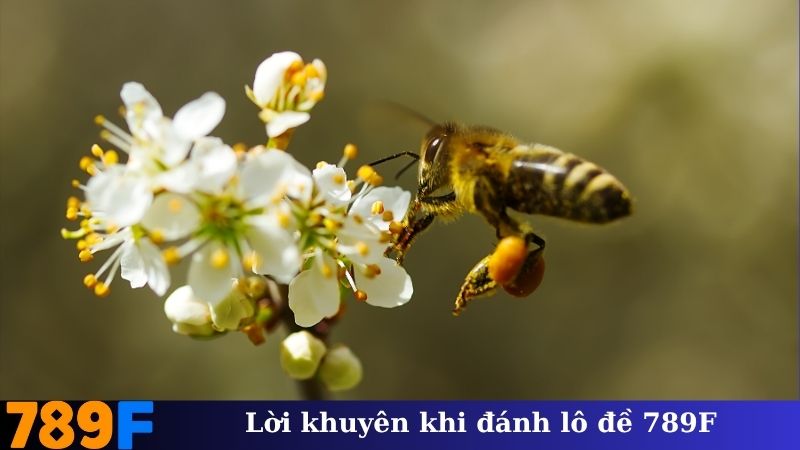 Lời khuyên khi đánh lô đề 789F