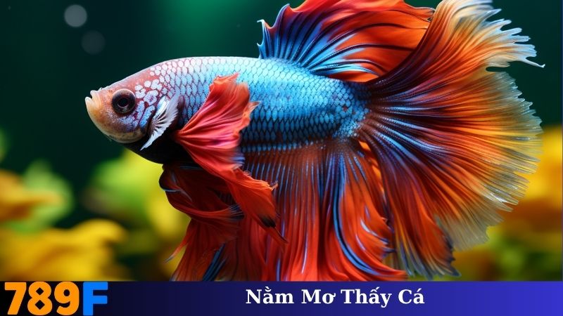 Nằm Mơ Thấy Cá