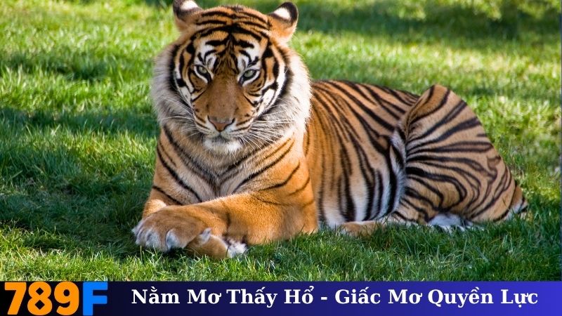 Nằm Mơ Thấy Hổ - Giấc Mơ Quyền Lực