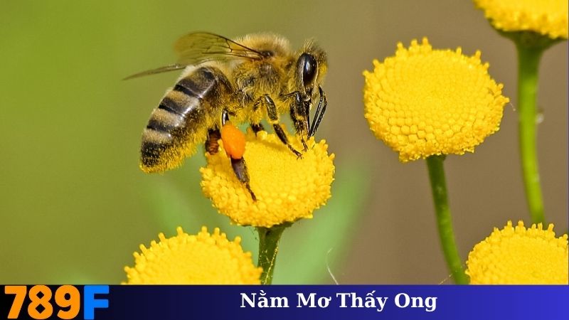Nằm Mơ Thấy Ong