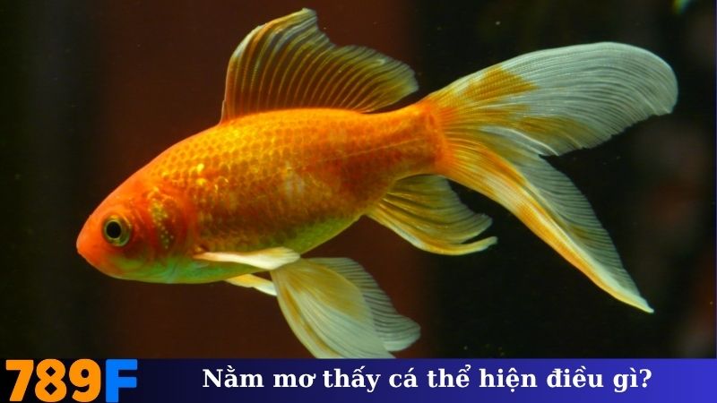 Nằm mơ thấy cá thể hiện điều gì?