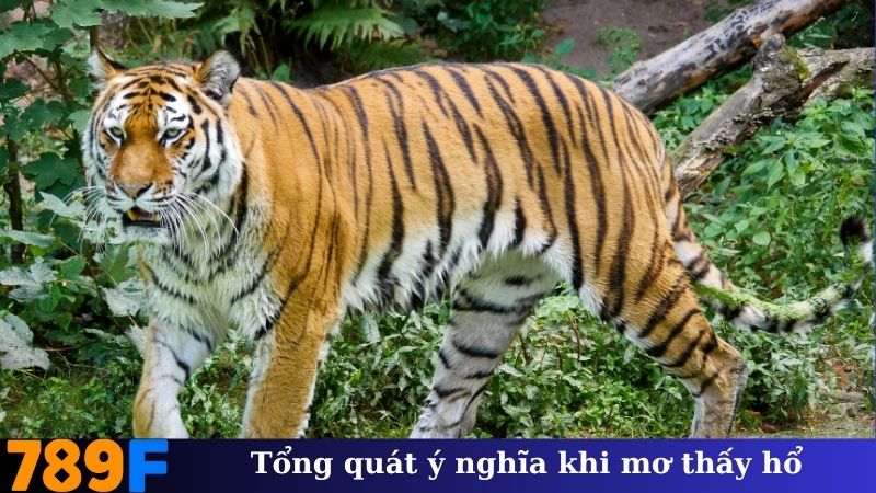 Tổng quát ý nghĩa khi mơ thấy hổ